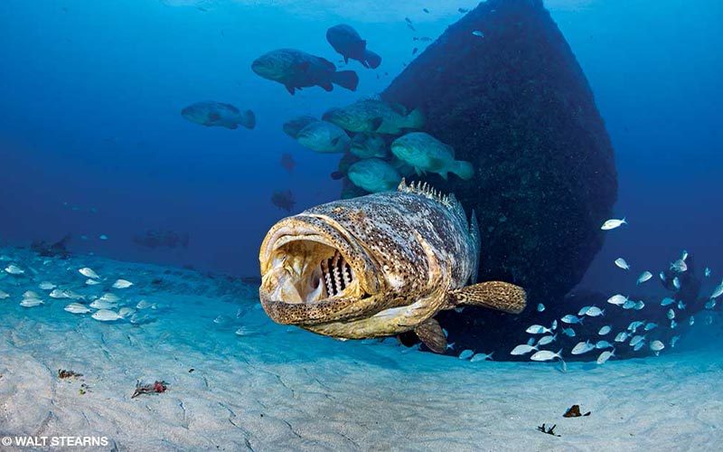 A grouper, with a ship in the background, as its mouth open