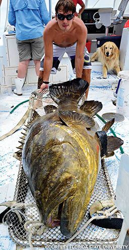 Grouper out of water getting monitored