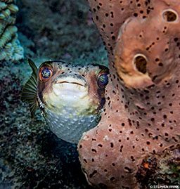 A happy balloon fish pokes its head around a coral