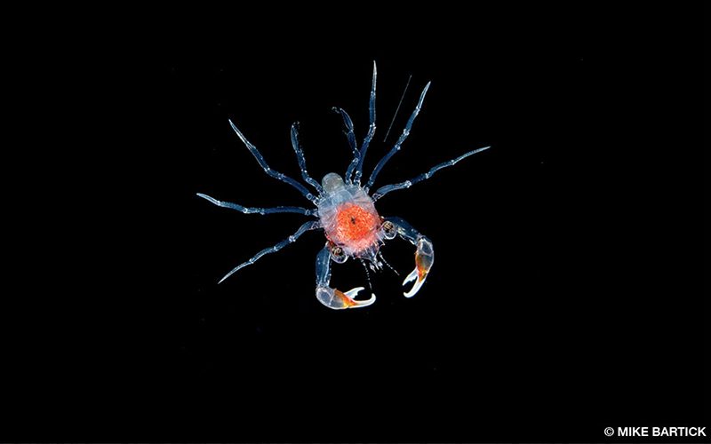 Larval crab looks like it has a red head