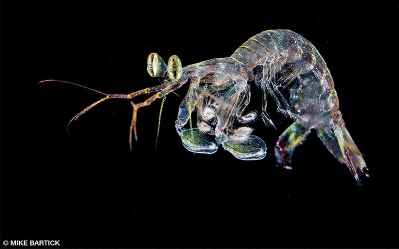 Larval mantis shrimp