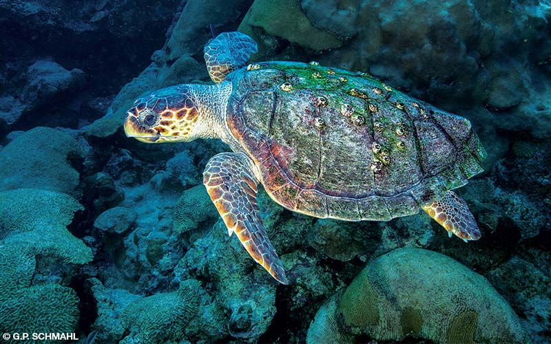 A loggerhead turtle looks rainbow in color because of the lighting