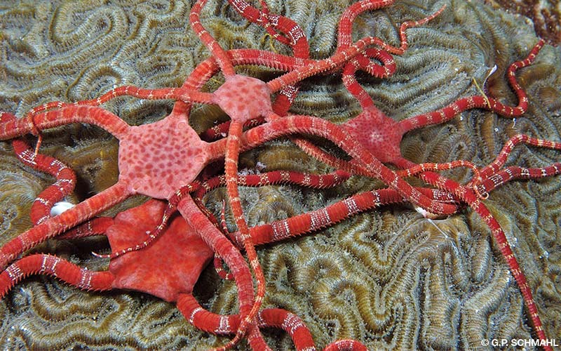 A pile of ruby brittle sea stars mate