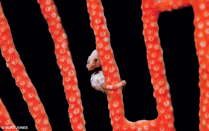 A pink pygmy seahorse wraps its pink tale around a red coral structure