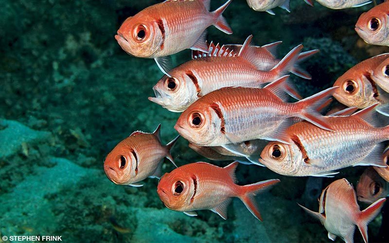 A school of orange-ish fish