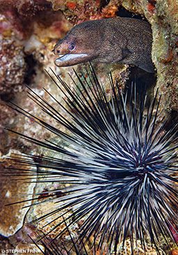 An eel pokes its head out of a rock and in the foreground is an urchin