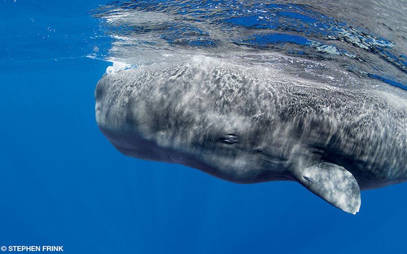 A giant sperm whale is near the surface of the ocean
