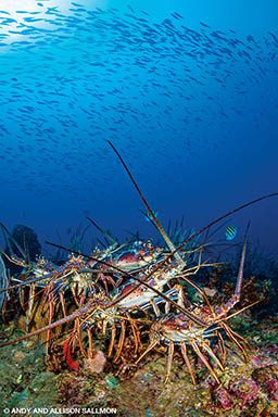 Congregation of spiny lobster