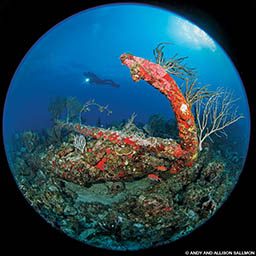 Submerged anchor with colorful corals