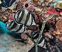 Three banded butterfly fish swim around corals