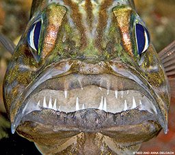A tiger cardinalfish safeguards a fresh clutch of eggs.