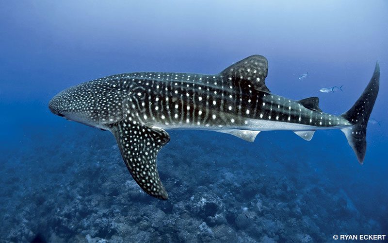 A gorgeous spotted whale shark swims freely