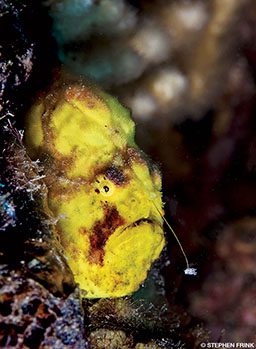 A very grumpy and vey yellow frogfish pokes its ugly head out of a hole