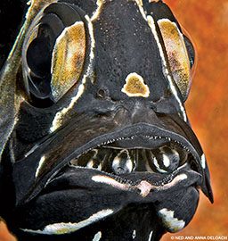 Inside the mouth of a black cardinalfish are baby cardinalfish!