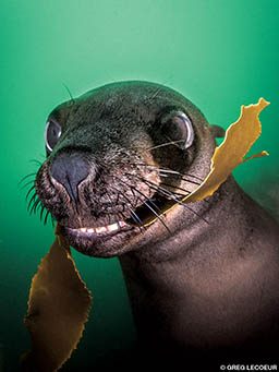 A smiling seal has a piece of kelp in its mouth