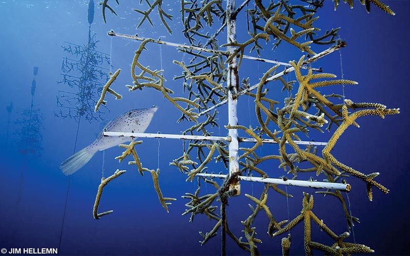 A coral nursery has hanging staghorn coral. A fish is in the background