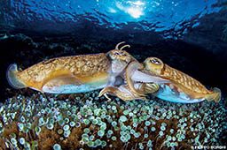 Two cuttlefish are using their tentacles to cuddle