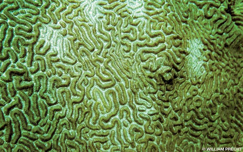 Dead tissue is shown on a brain coral. The coral looks green-yellow in color