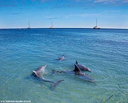 Four dolphins play in the shallows. Three boats are in the background.