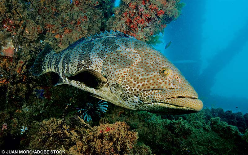 A giant grouper pokes its head out of some coral