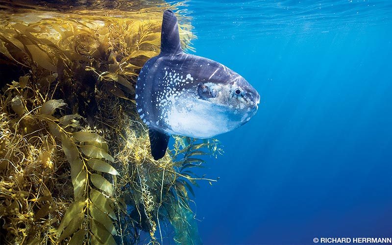 A giant blue-gray mola mola swims through kelp