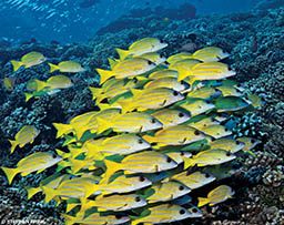 Giant swarm of yellow bluelined snapper