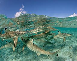 Gray reef sharks at ocean surface