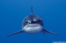 A great white shark smiles for the camera