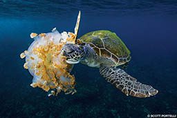 Green turtle eats a giant jellyfish