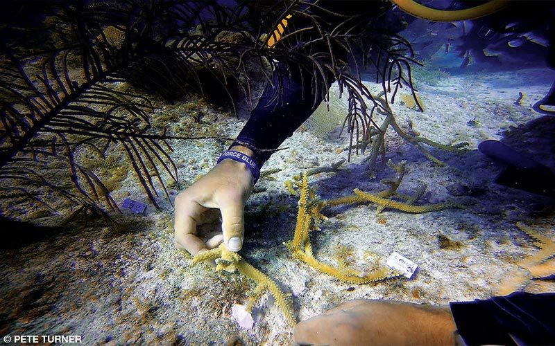 A diver works on planting coral into a reef