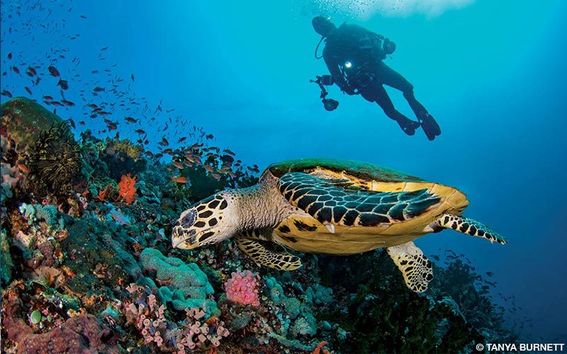 A diver watches a hawksbill sea turtle search for sponge morsels on the reef wall at Verde Island.