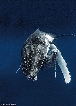 A humpback whale snuggles its calf