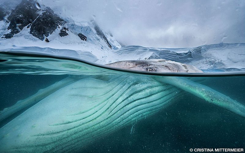 A humpback whale breaks the artic surface of the water