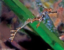 A timid-looking juvenile weedy seadragon floats around some green kelp
