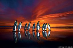 A group of king penguins go for a stroll at sunset