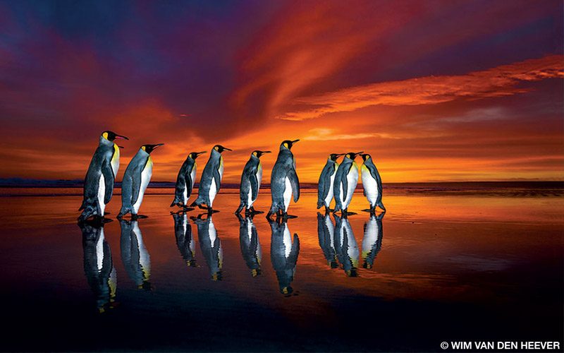 A group of king penguins go for a walk at sunset