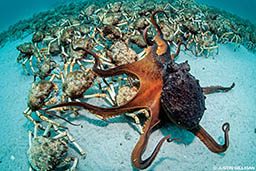 A maori octopus is devouring a spider crab. There are hundreds of crabs surrounding the octopus