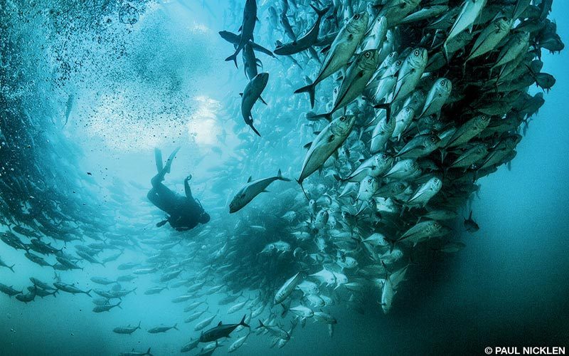 Mittermeier scuba dives with a massive school of jacks