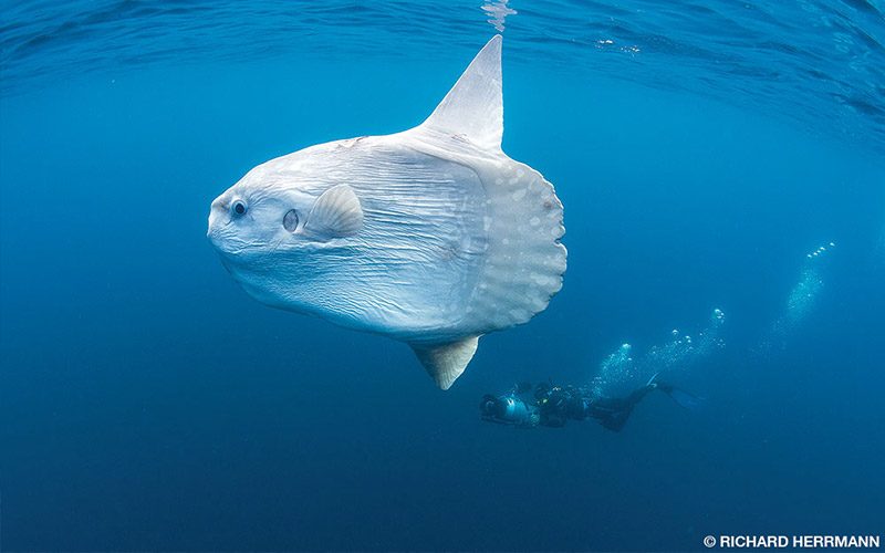 A giant mola mola swims through the ocean. A diver is in the background