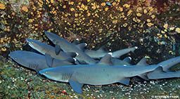 A pile of sharks are cuddling at the bottom