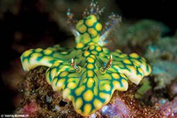 A netted Ceratosoma nudibranch looks tie-dye in color and has weird horns.