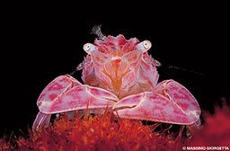 A pink porcelain crabs stabs on a red surface