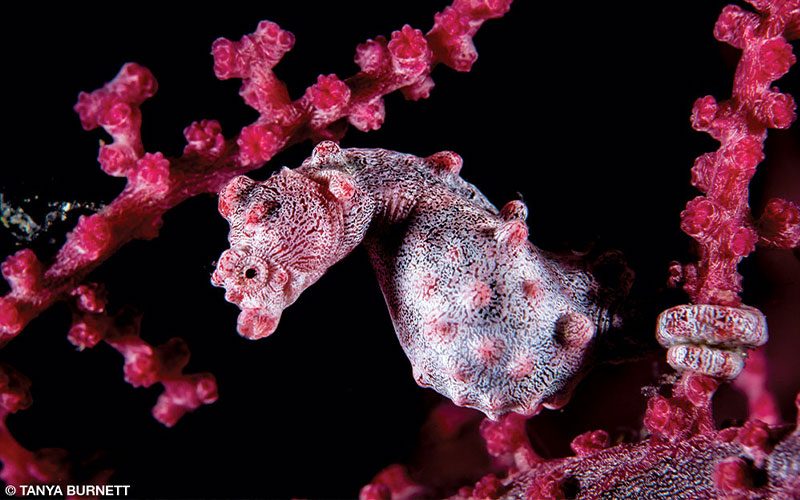 A purple pygmy seahorse has its tail wrapped around pink coral