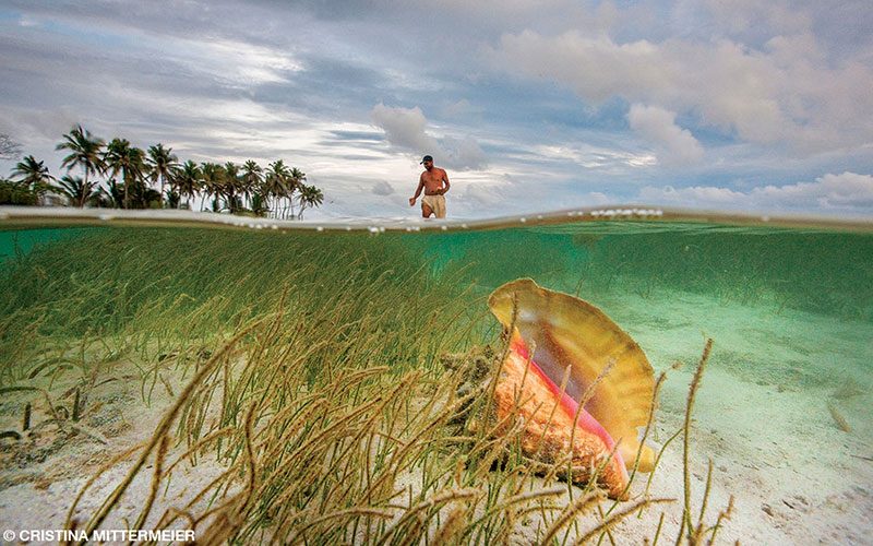 In a split shot of water and land, a queen conch is in the foreground with a fisherman in the background