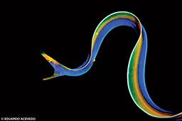 A rainbow ribbon eel is on a black background