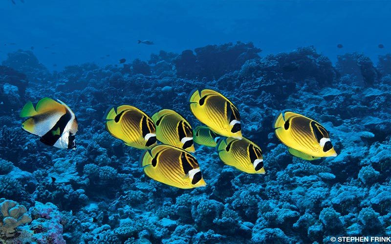 A school of adorable, yellow raccoon butterfly fish