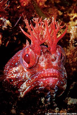 A red, very ugly fringehead pokes its head out of a crevice. It looks like it has horns.