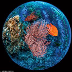 A globe-like photo that depicts red gorgonian and kelp