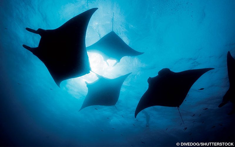 Five manta rays can be seen floating through the oceans