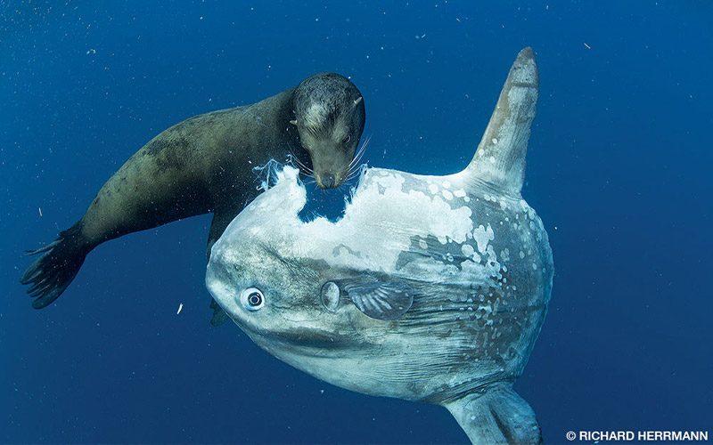 A seal takes a giant bite out of the head of a mola mola